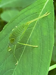 Pterophylla by (c) David George, some rights reserved (CC BY), uploaded by David George. Used under a CC-BY license.
