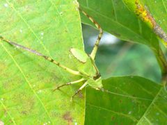 Stilpnochlora by (c) Francisco Farriols Sarabia, some rights reserved (CC BY), uploaded by Francisco Farriols Sarabia. Used under a CC-BY license.