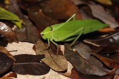 Stilpnochlora by (c) Ricard Busquets Reverte, some rights reserved (CC BY), uploaded by Ricard Busquets Reverte. Used under a CC-BY license.