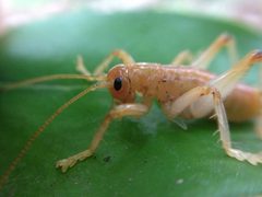 Camptonotus carolinensis by (c) Bea Leiderman, some rights reserved (CC BY), uploaded by Bea Leiderman. Used under a CC-BY license.
