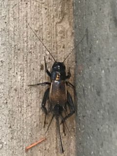 Gryllus pennsylvanicus by (c) Declan McCabe, some rights reserved (CC BY), uploaded by Declan McCabe. Used under a CC-BY license.