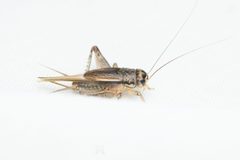 Velarifictorus by (c) Lawrence Hylton, some rights reserved (CC BY), uploaded by Lawrence Hylton. Used under a CC-BY license.