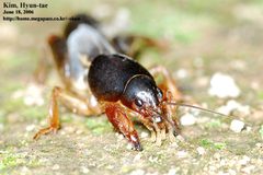 Gryllotalpidae by (c) Kim, Hyun-tae, some rights reserved (CC BY), uploaded by Kim, Hyun-tae. Used under a CC-BY license.