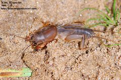 Gryllotalpidae by (c) Kim, Hyun-tae, some rights reserved (CC BY), uploaded by Kim, Hyun-tae. Used under a CC-BY license.