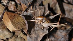 Aemodogryllinae by (c) Kim, Hyun-tae, some rights reserved (CC BY), uploaded by Kim, Hyun-tae. Used under a CC-BY license.