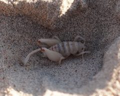 Macrobaenetes kelsoensis by (c) Eric Koberle, some rights reserved (CC BY), uploaded by Eric Koberle. Used under a CC-BY license.