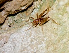 Ceuthophilus secretus by (c) Michelle W. （鍾偉瑋）, some rights reserved (CC BY), uploaded by Michelle W. （鍾偉瑋）. Used under a CC-BY license.