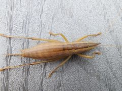 Belocephalus sabalis by (c) Tyler Bishop, some rights reserved (CC BY), uploaded by Tyler Bishop. Used under a CC-BY license.