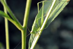 Scudderia curvicauda by (c) Andrew C, some rights reserved (CC BY). Used under a CC-BY license.