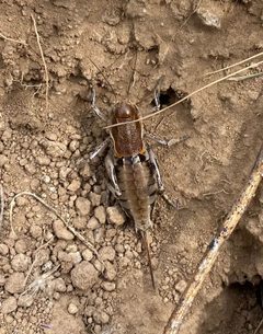 Peranabrus scabricollis by (c) Tristan A. McKnight, some rights reserved (CC BY), uploaded by Tristan A. McKnight. Used under a CC-BY license.