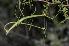 Diapheromera arizonensis by (c) Andrew Meeds, some rights reserved (CC BY), uploaded by Andrew Meeds. Used under a CC-BY license.