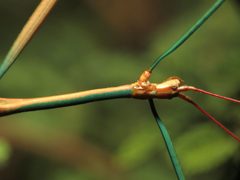 Diapheromera arizonensis by (c) Katja Schulz, some rights reserved (CC BY). Used under a CC-BY license.
