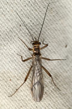 Soyedina interrupta by (c) Trevor Van Loon, some rights reserved (CC BY), uploaded by Trevor Van Loon. Used under a CC-BY license.