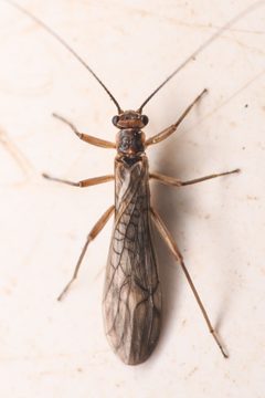Soyedina nevadensis by (c) Trevor Van Loon, some rights reserved (CC BY), uploaded by Trevor Van Loon. Used under a CC-BY license.