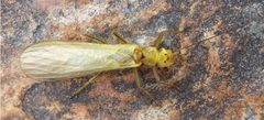 Isoperlinae by (c) Wolfram Graf, Martin Konar, Dávid Murányi, Kirill Orci, Simon Vitecek, some rights reserved (CC BY). Used under a CC-BY license.