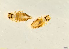 Colpocephalum by (c) strewick, some rights reserved (CC BY), uploaded by strewick. Used under a CC-BY license.