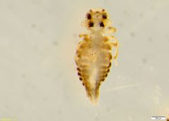 Colpocephalum by (c) strewick, some rights reserved (CC BY), uploaded by strewick. Used under a CC-BY license.