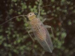 Hemipsocus by (c) Cole Shoemaker, some rights reserved (CC BY), uploaded by Cole Shoemaker. Used under a CC-BY license.