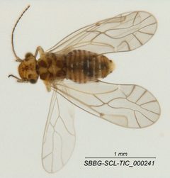 Lachesilla corona by (c) Casey H. Richart, some rights reserved (CC BY), uploaded by Casey H. Richart. Used under a CC-BY license.