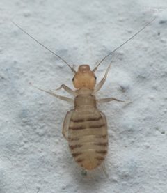 Liposcelis entomophila by (c) Luis Fernando Valdez Ojeda, some rights reserved (CC BY), uploaded by Luis Fernando Valdez Ojeda. Used under a CC-BY license.
