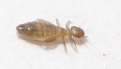 Liposcelis by (c) Mick Talbot, some rights reserved (CC BY). Used under a CC-BY license.