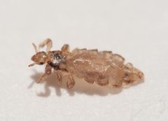 Pediculus humanus capitis by (c) Rolf Lawrenz, some rights reserved (CC BY), uploaded by Rolf Lawrenz. Used under a CC-BY license.