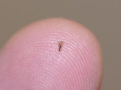 Pediculus humanus capitis by (c) Matt Muir, some rights reserved (CC BY), uploaded by Matt Muir. Used under a CC-BY license.