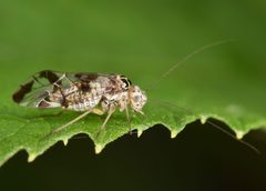Metylophorus by (c) Christina Butler, some rights reserved (CC BY). Used under a CC-BY license.