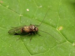 Metylophorus by (c) Katja Schulz, some rights reserved (CC BY). Used under a CC-BY license.