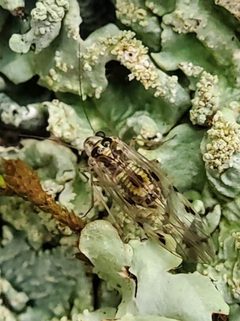 Psocus by (c) Will Kuhn, some rights reserved (CC BY), uploaded by Will Kuhn. Used under a CC-BY license.