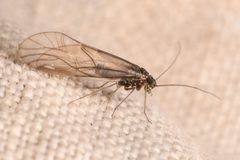 Camelopsocus hiemalis by (c) Trevor Van Loon, some rights reserved (CC BY), uploaded by Trevor Van Loon. Used under a CC-BY license.