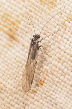 Camelopsocus hiemalis by (c) Trevor Van Loon, some rights reserved (CC BY), uploaded by Trevor Van Loon. Used under a CC-BY license.