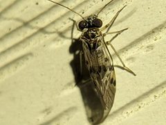 Indiopsocus lanceolatus by (c) ncb1221, some rights reserved (CC BY), uploaded by ncb1221. Used under a CC-BY license.