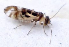 Stenopsocidae by (c) Mick Talbot, some rights reserved (CC BY). Used under a CC-BY license.