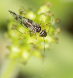 Propsocus pulchripennis by no rights reserved, uploaded by Jesse Rorabaugh. Used under a CC0 license.
