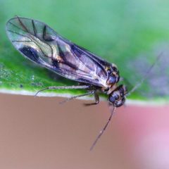 Elipsocus pumilis by (c) Barry Walter, some rights reserved (CC BY), uploaded by Barry Walter. Used under a CC-BY license.