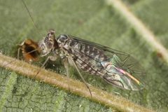 Mesopsocus laticeps by (c) ingridaltmann, some rights reserved (CC BY). Used under a CC-BY license.