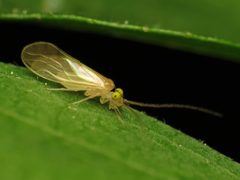 Xanthocaecilius sommermanae by (c) Katja Schulz, some rights reserved (CC BY). Used under a CC-BY license.
