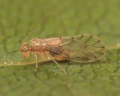 Trichopsocidae by (c) Emanuel Kern, some rights reserved (CC BY), uploaded by Emanuel Kern. Used under a CC-BY license.