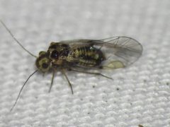 Blastopsocus lithinus by (c) Sam Kieschnick, some rights reserved (CC BY), uploaded by Sam Kieschnick. Used under a CC-BY license.