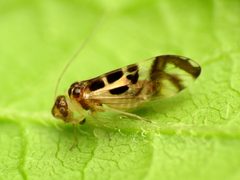 Graphopsocus by (c) Katja Schulz, some rights reserved (CC BY). Used under a CC-BY license.