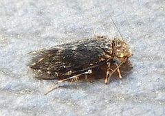 Lepidopsocidae by (c) jimeckert49, some rights reserved (CC BY). Used under a CC-BY license.