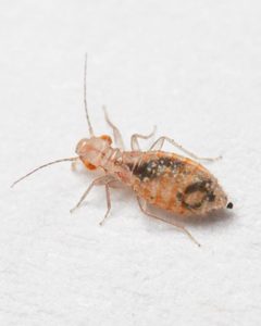 Trogium pulsatorium by (c) Emanuel Kern, some rights reserved (CC BY), uploaded by Emanuel Kern. Used under a CC-BY license.