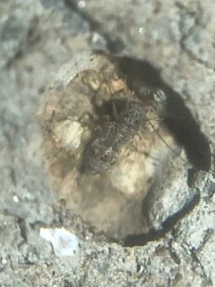 Psyllipsocus decoratus by (c) Jared Shorma, some rights reserved (CC BY), uploaded by Jared Shorma. Used under a CC-BY license.