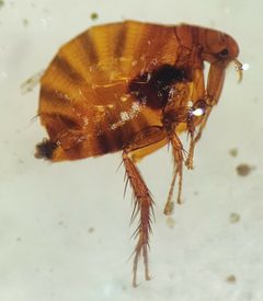 Siphonaptera by (c) James Crofts-Bennett, some rights reserved (CC BY), uploaded by James Crofts-Bennett. Used under a CC-BY license.