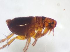 Pulicidae by (c) John Lyden, some rights reserved (CC BY), uploaded by John Lyden. Used under a CC-BY license.