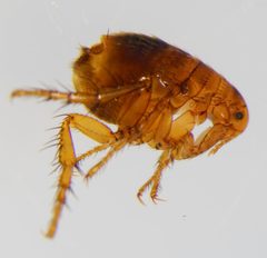 Pulicidae by (c) carnifex, some rights reserved (CC BY), uploaded by carnifex. Used under a CC-BY license.