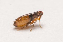 Pulicidae by (c) Justin Williams, some rights reserved (CC BY), uploaded by Justin Williams. Used under a CC-BY license.