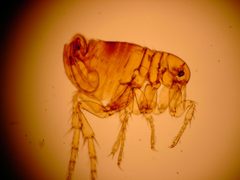 Pulex irritans by (c) Michael Wunderli, some rights reserved (CC BY). Used under a CC-BY license.