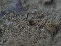 Pulex irritans by (c) carnifex, some rights reserved (CC BY), uploaded by carnifex. Used under a CC-BY license.